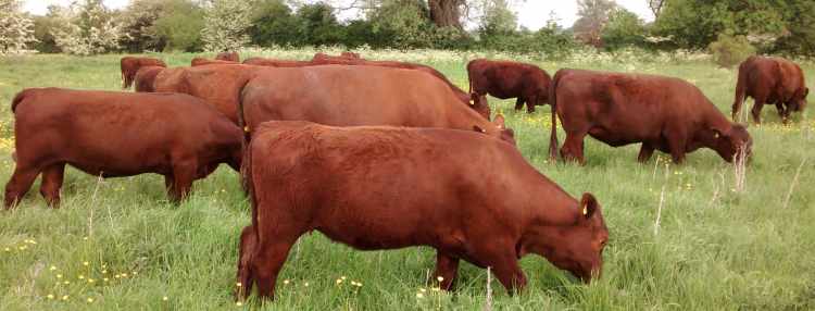 Breed Attributes - American Red Poll Association